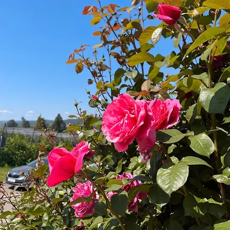 Im Rosengarten